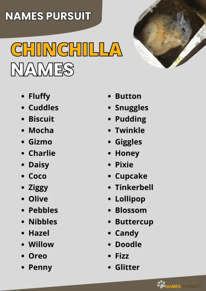 Chinchilla Names infographic