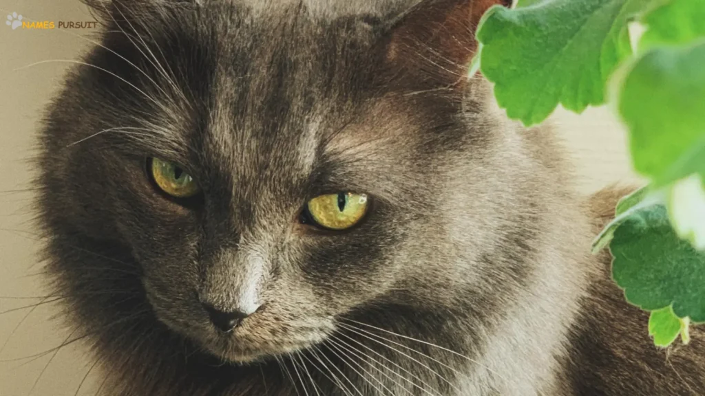 Cool Gray Cat with Green Eyes Names 