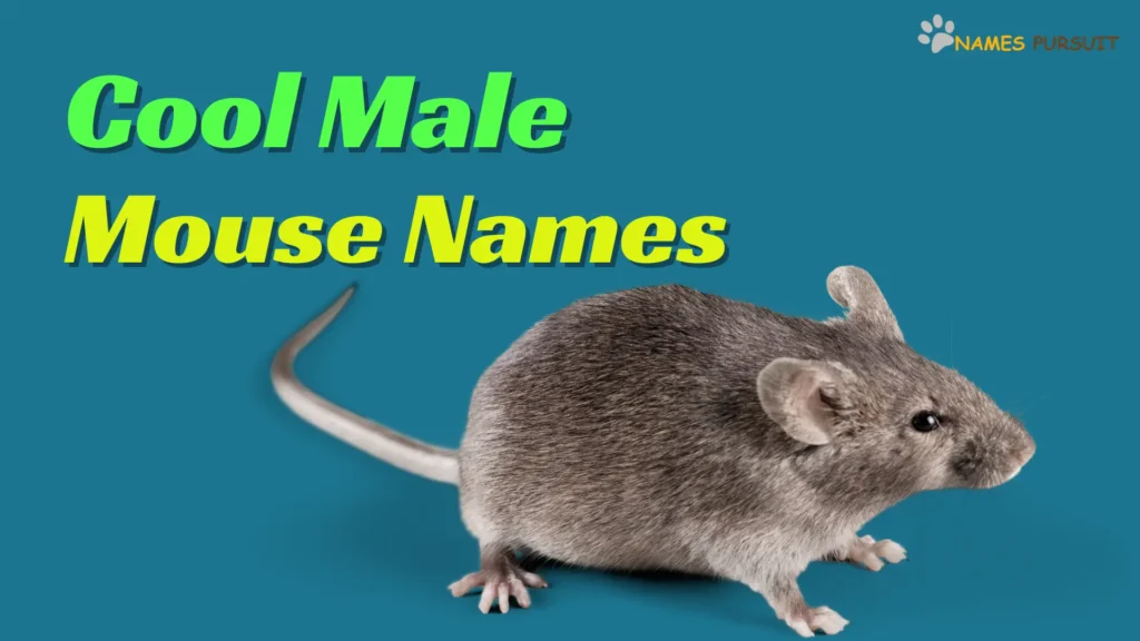 Cool Male Mouse Names
