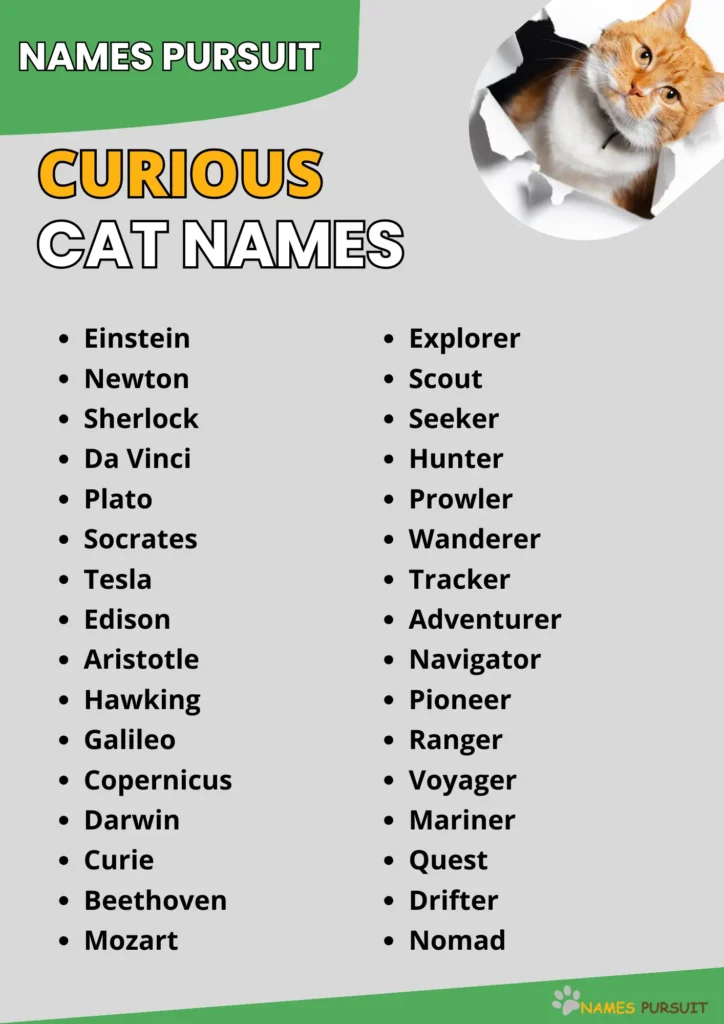 Curious Cat Names infographic