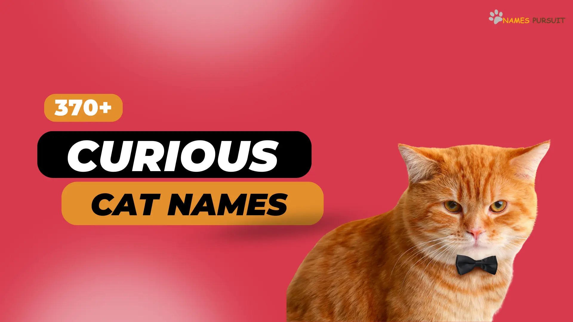 370 Curious Cat Names Ideas For Clever Kittens 