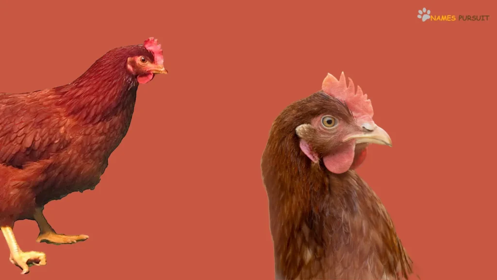 Cute Red Chicken Names
