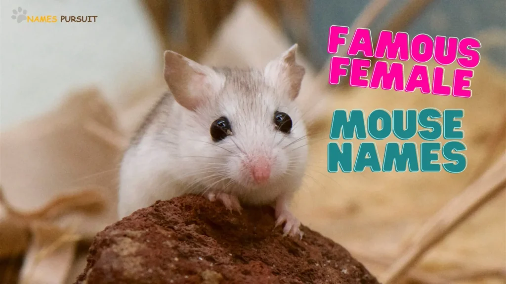 Famous Female Mouse Names