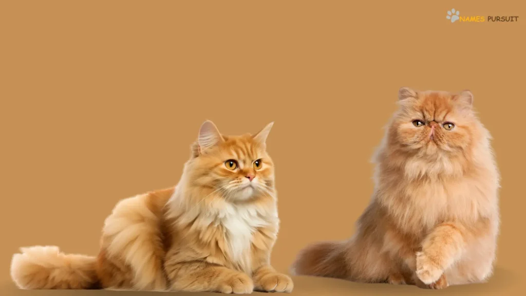 Famous Names for Blonde Cats