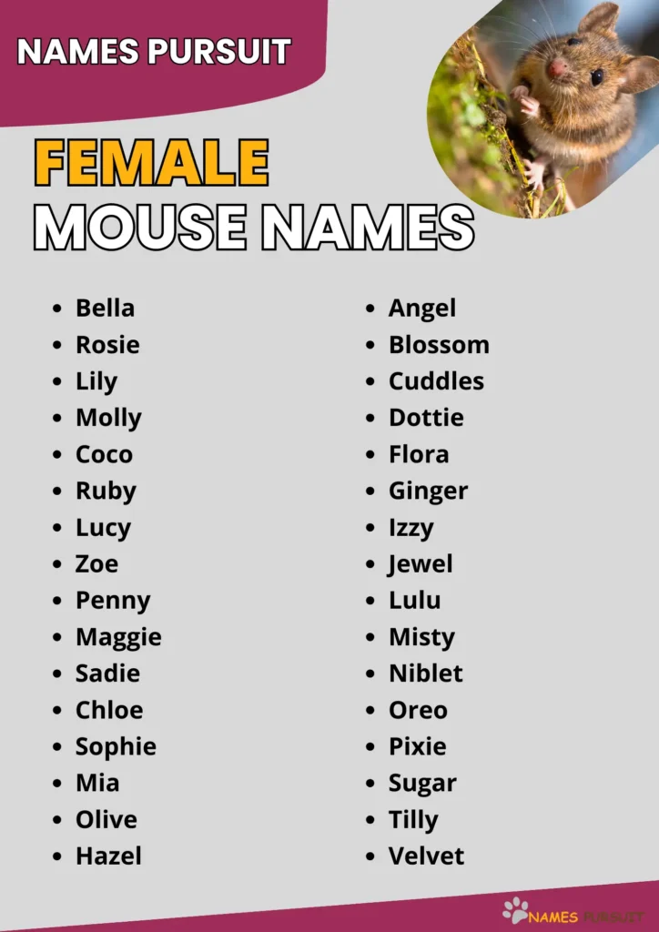 Best Female Mouse Names Ideas