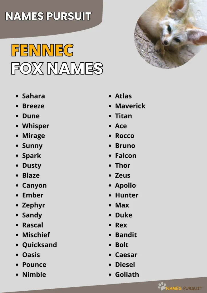 Fennec Fox Names infographic
