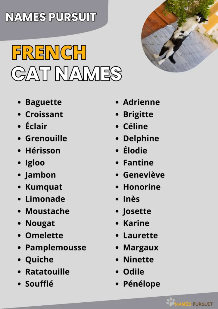 French Cat Name Ideas