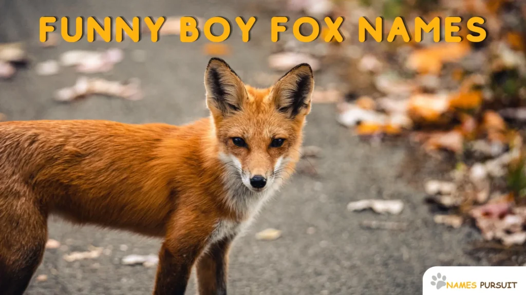 Funny Boy Fox Names (1)