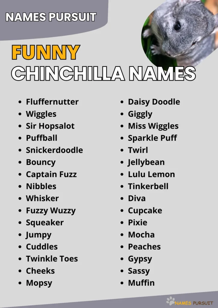 Funny Chinchilla Names infographic