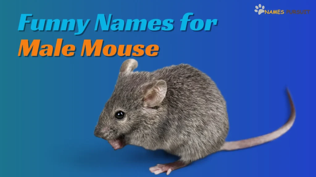 Funny Names for Male Mouse