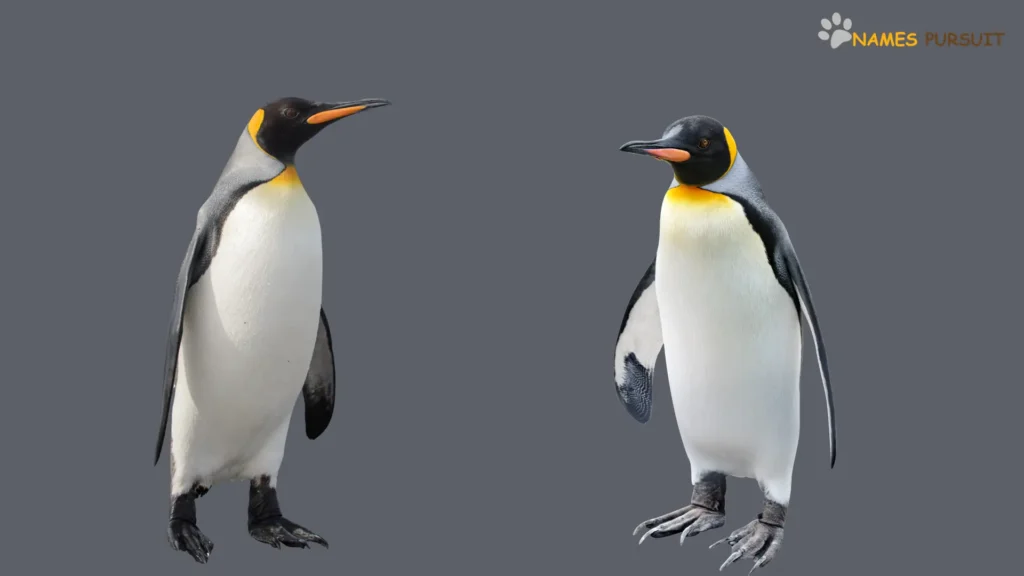 Funny Names for Male Penguins