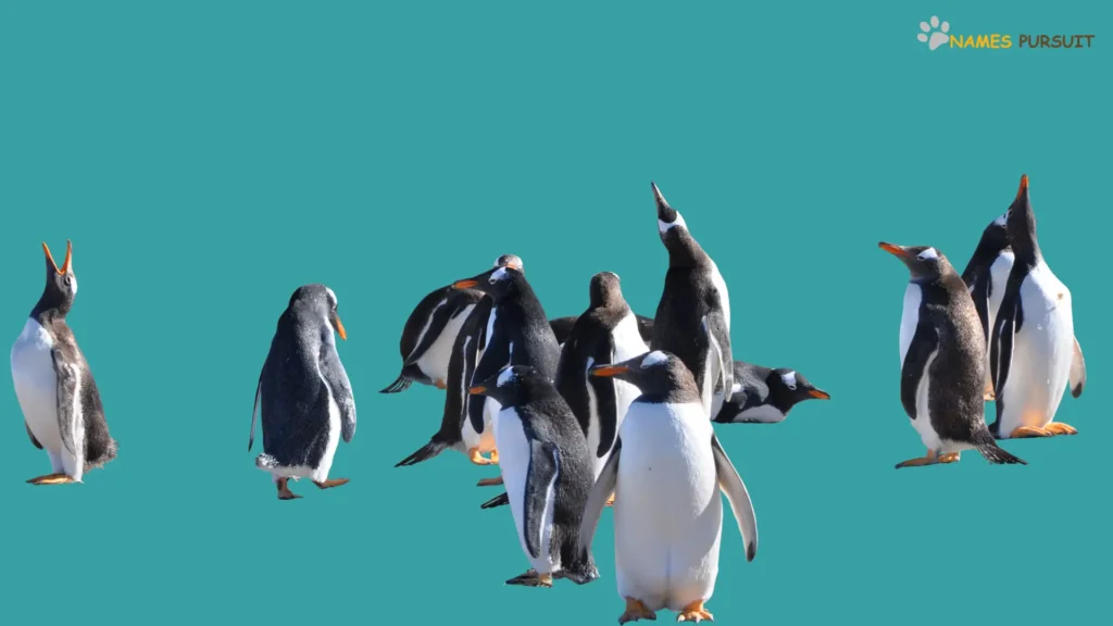 Funny Penguin Group Names