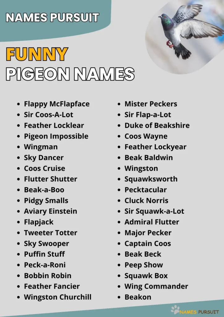 Funny Pigeon Names Ideas