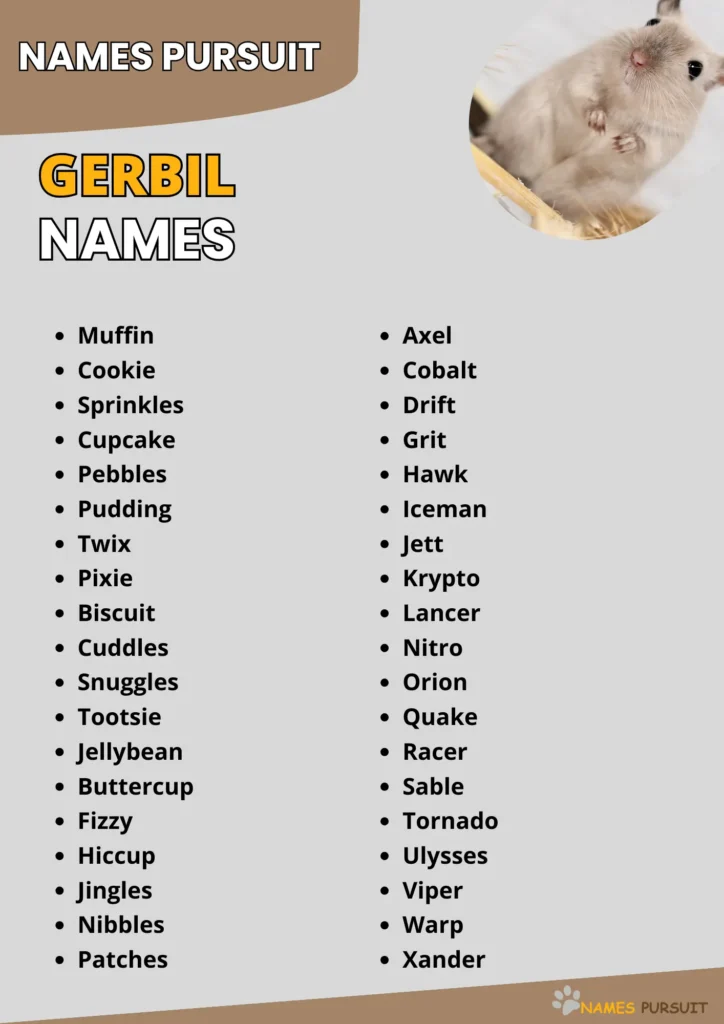 Best Gerbil Names Ideas