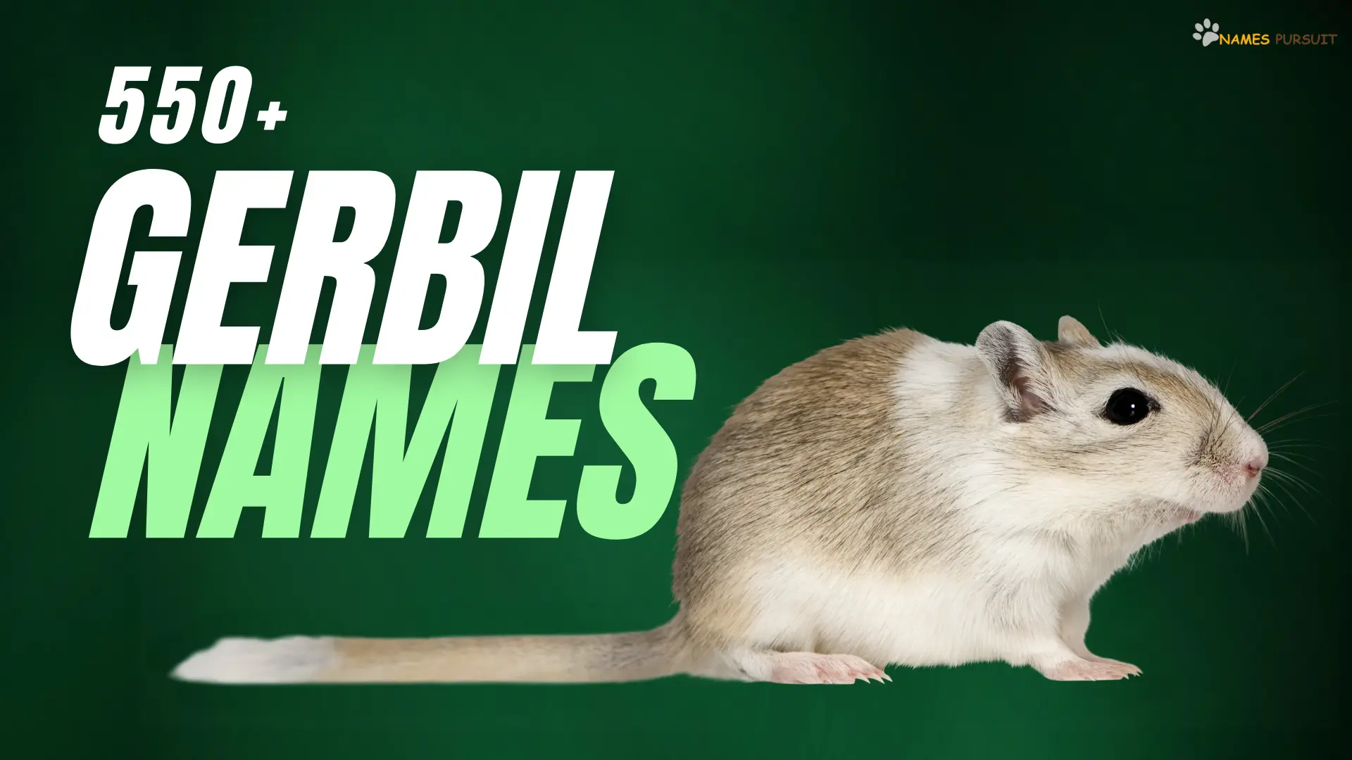 Gerbil Names