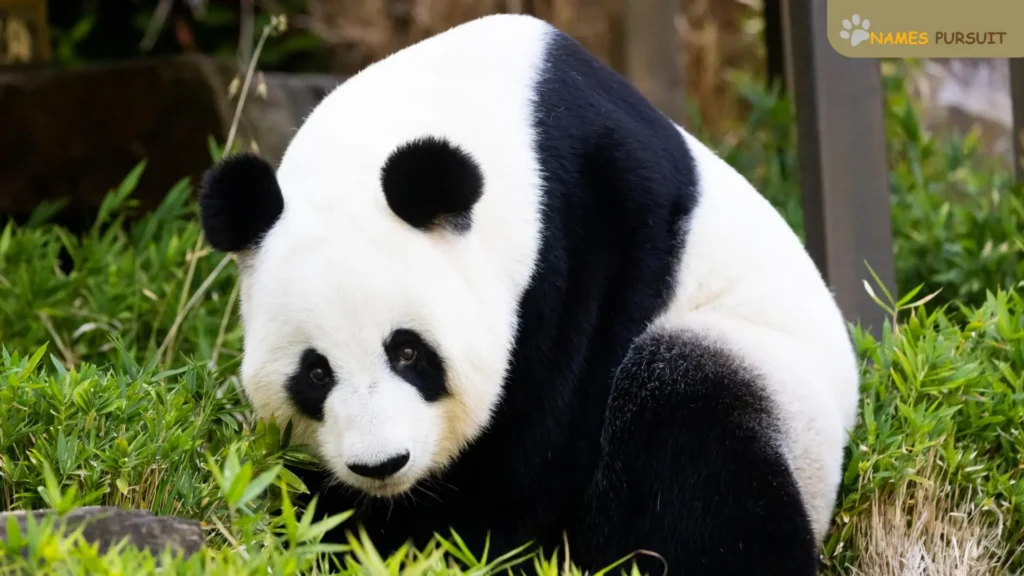 Giant Panda Names