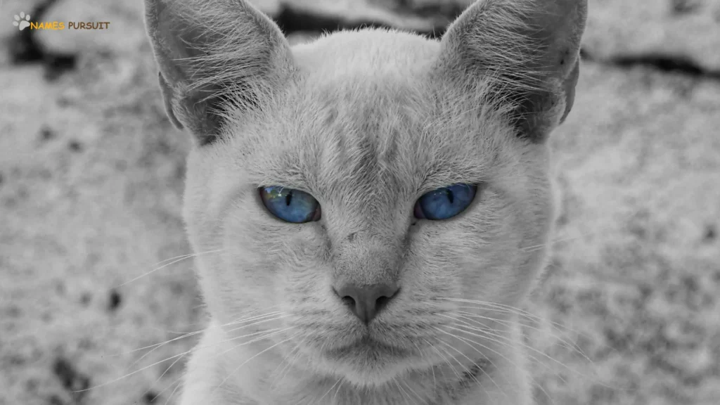 Gray Cat with Blue Eyes Names