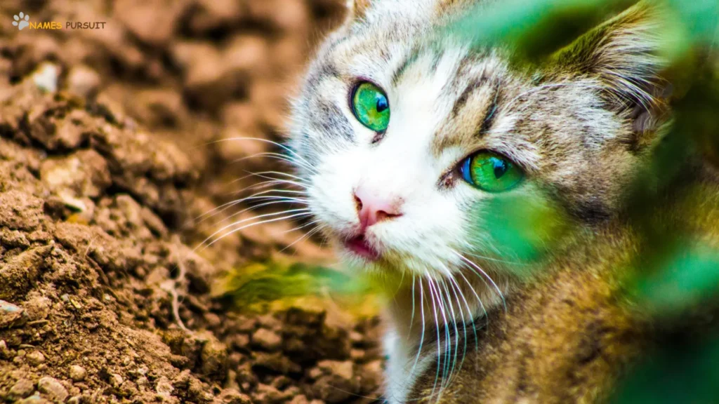 Green-Eyed Female Cat Names