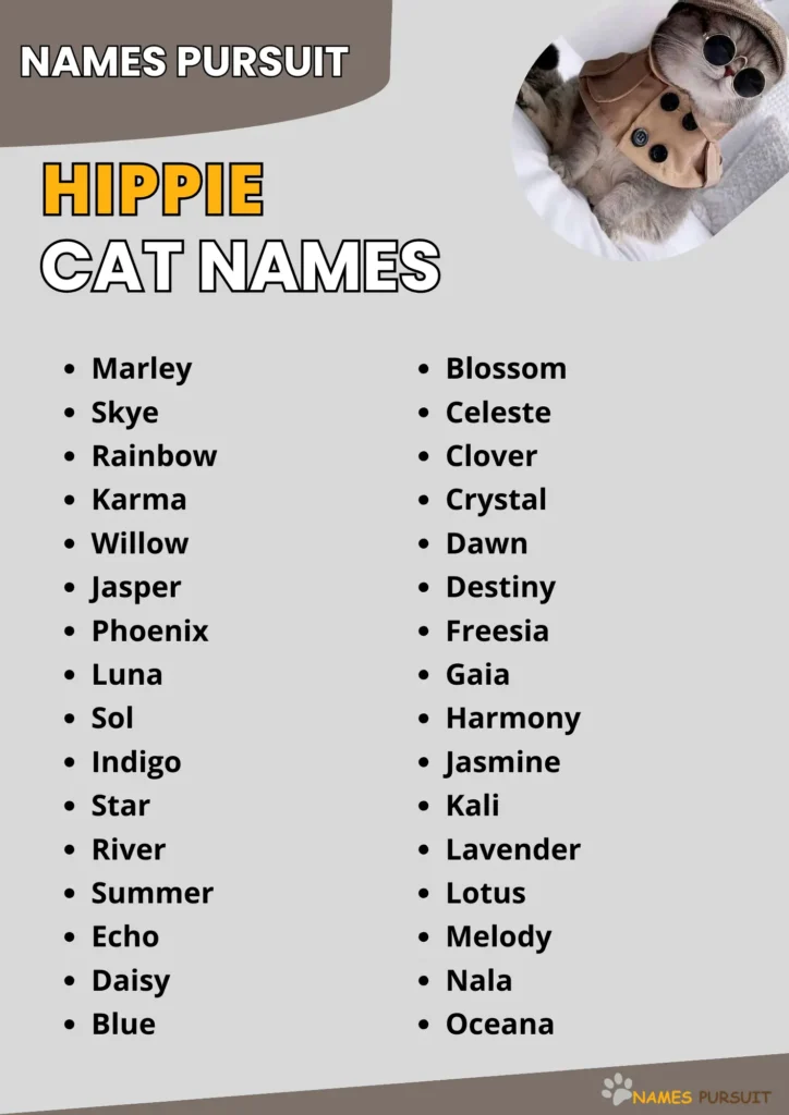 Hippie Cat Names infographic