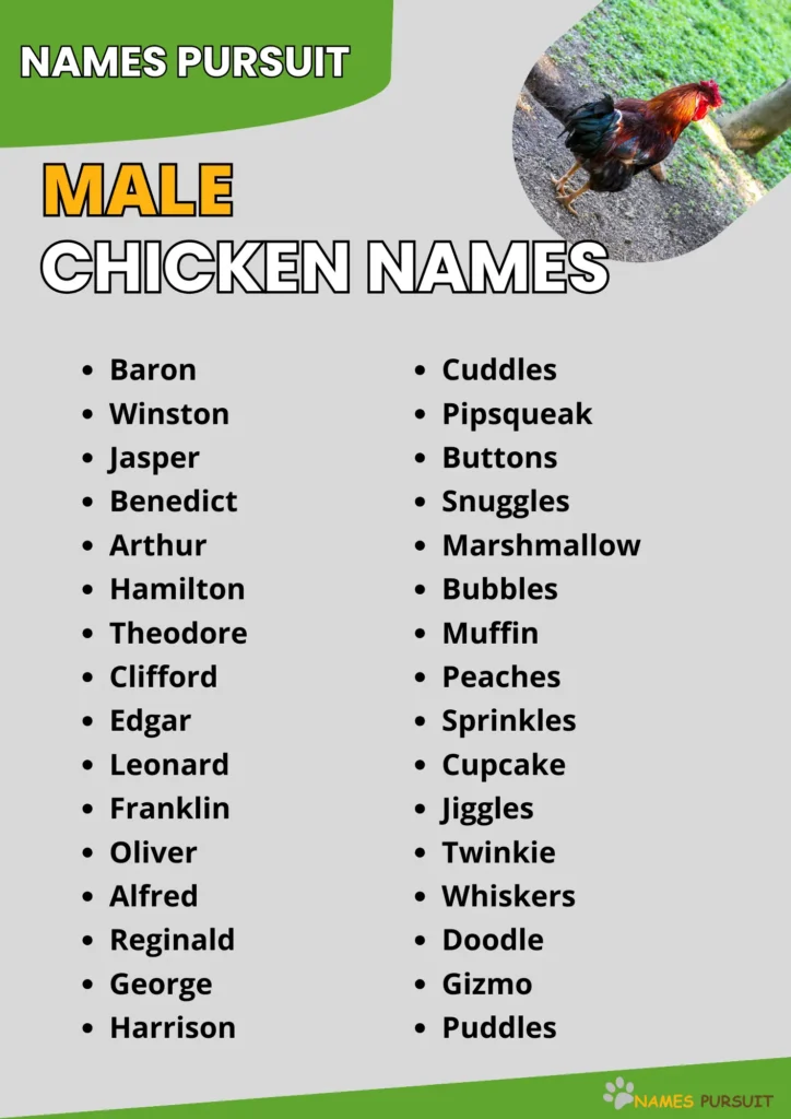 Best Male Chicken Names Ideas