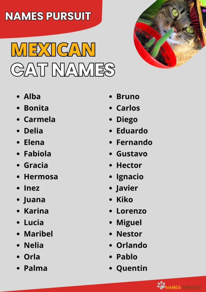 Mexican Cat Names 480 Unique Ideas For Pets 