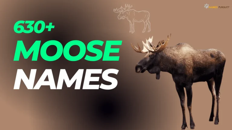 Moose Names