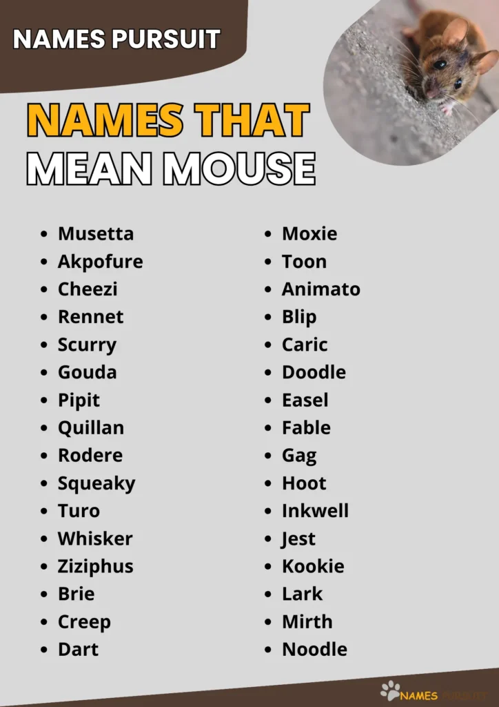 Names That Mean Mouse infographic