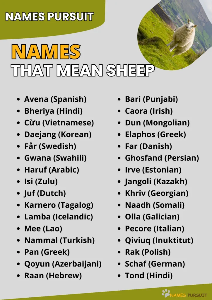 Names That Mean Sheep infographic
