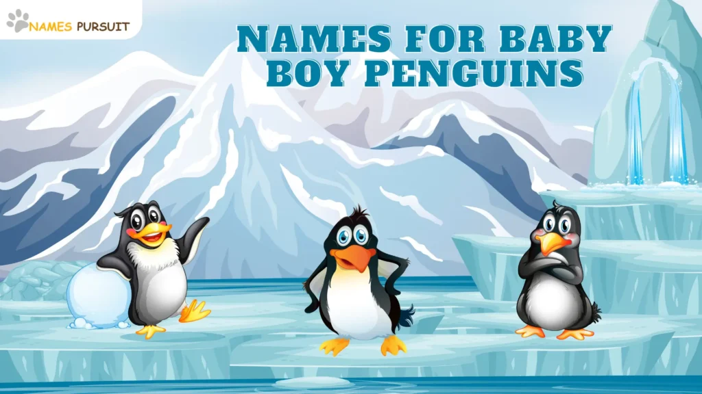 Names for Baby Boy Penguins