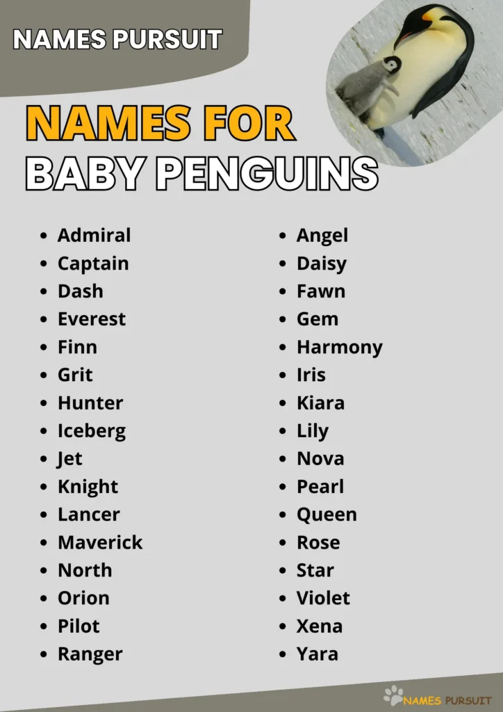 Names for Baby Penguins infographic