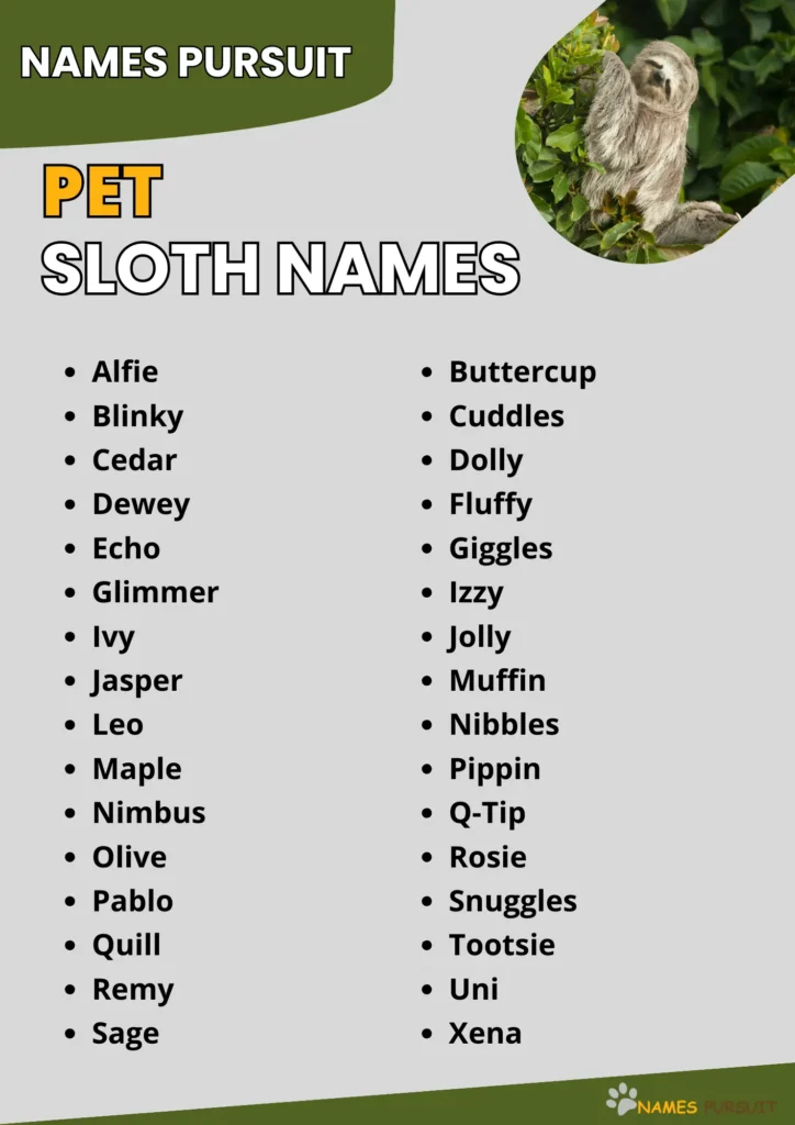 Pet Sloth Names infographic