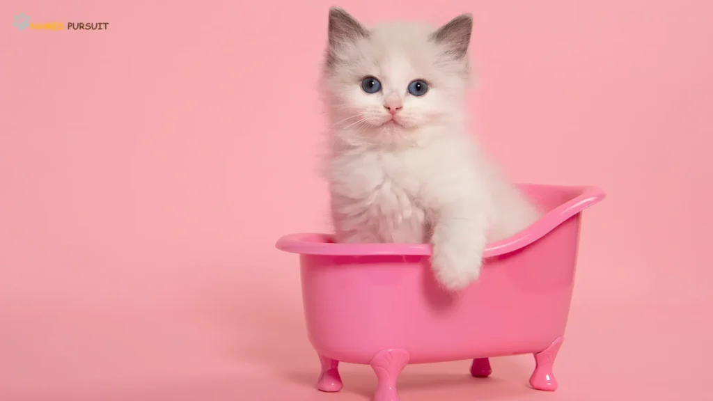 Pink Cat Names Female 