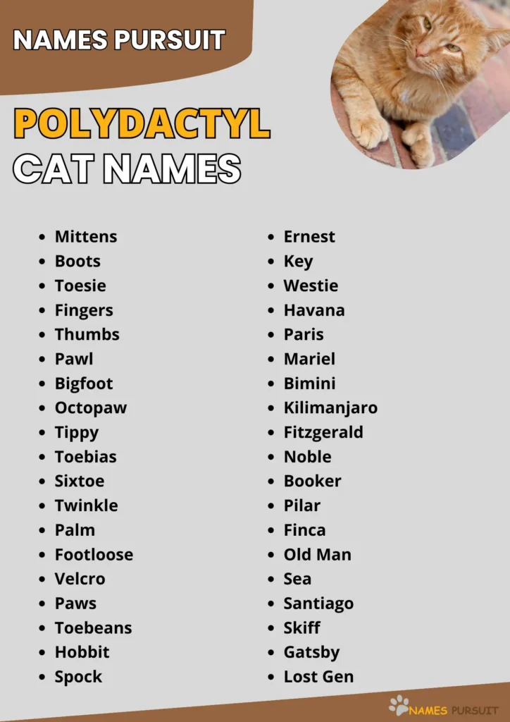 Best Polydactyl Cat Names 