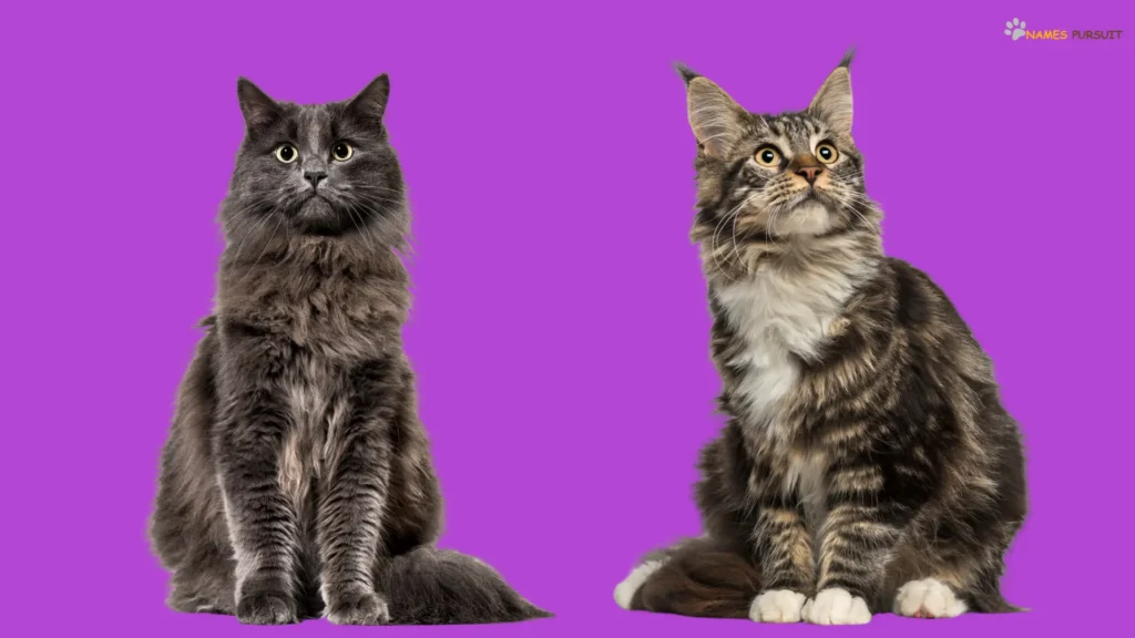 Popular Maine Coon Cat Names