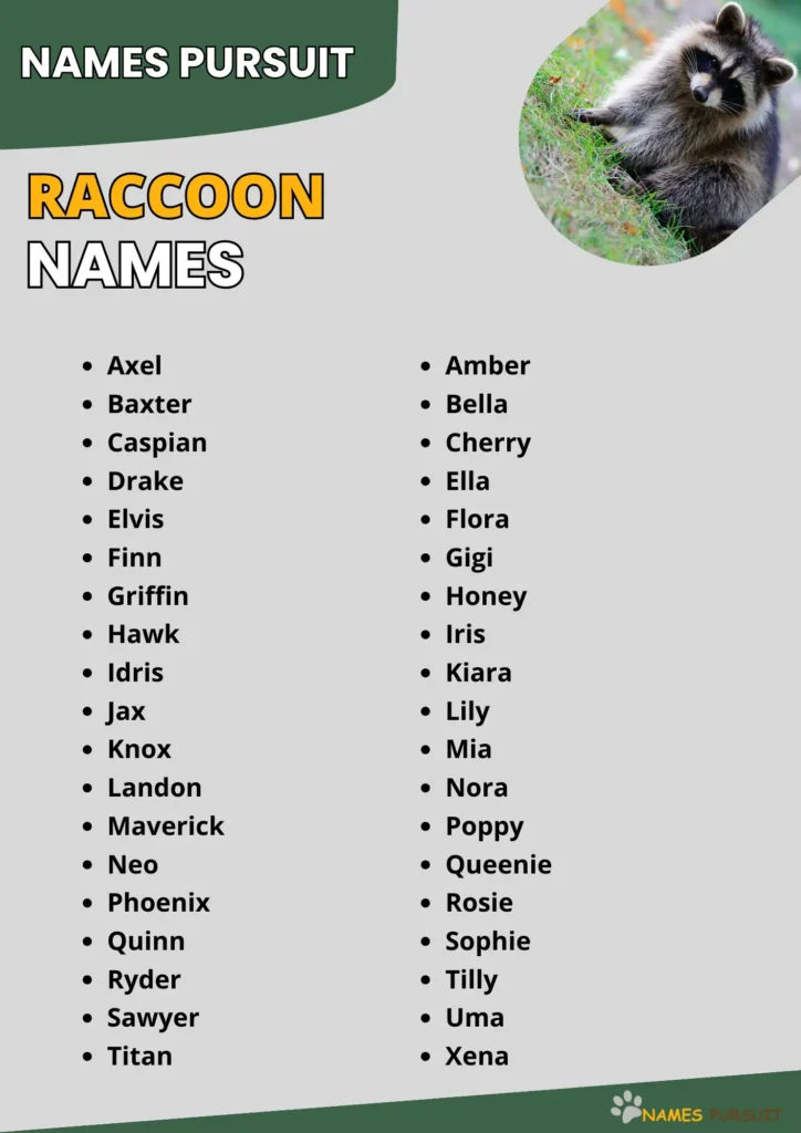 Raccoon Name Ideas 