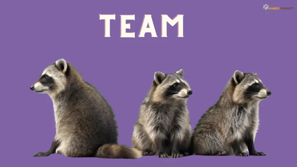 Racoon Team Names