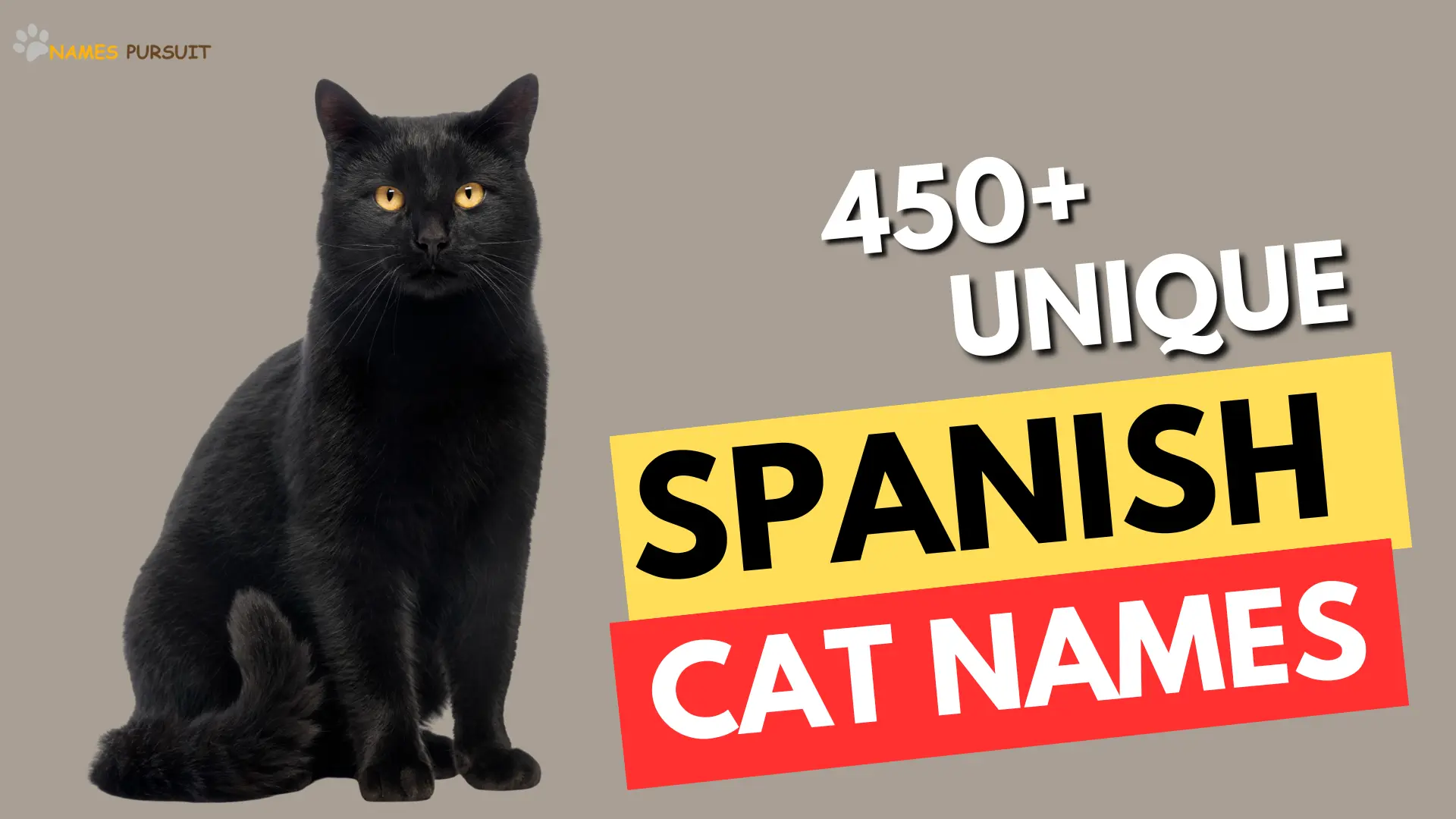 Male Spanish Cat Names With Meanings