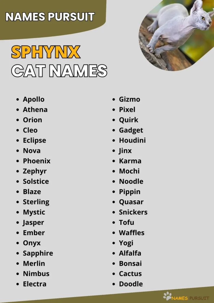Sphynx Cat Names infographic