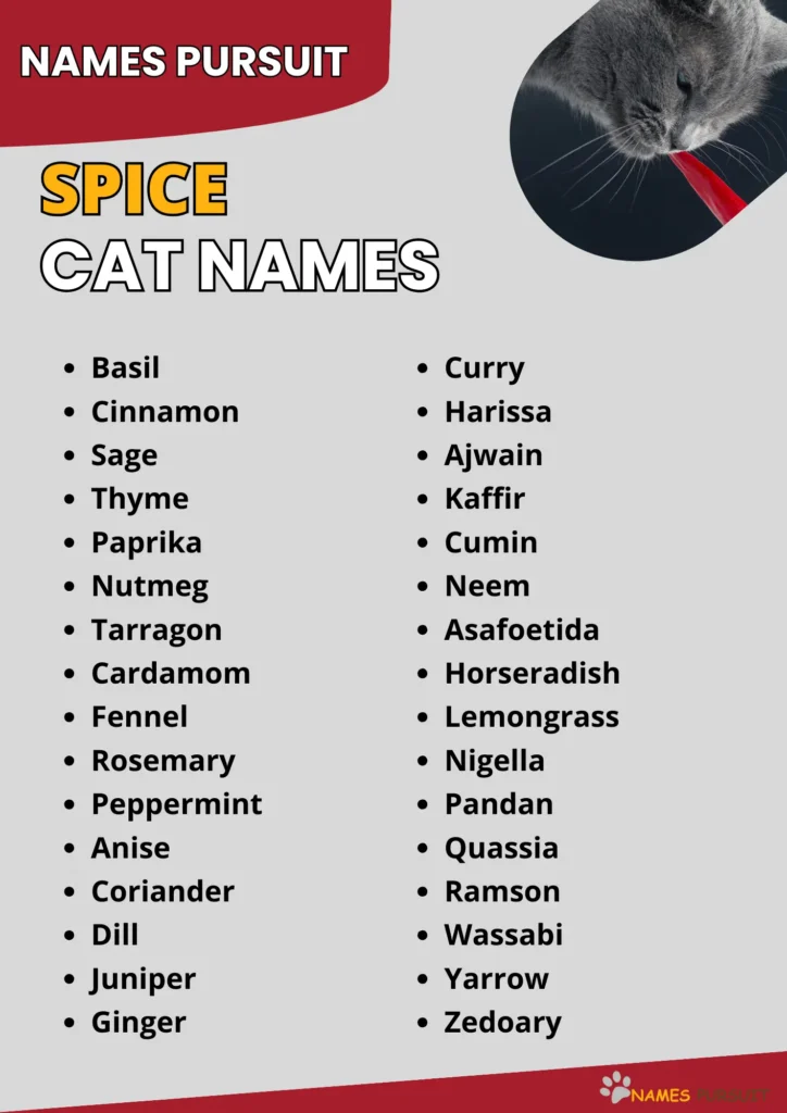 Spice Cat Names infographic