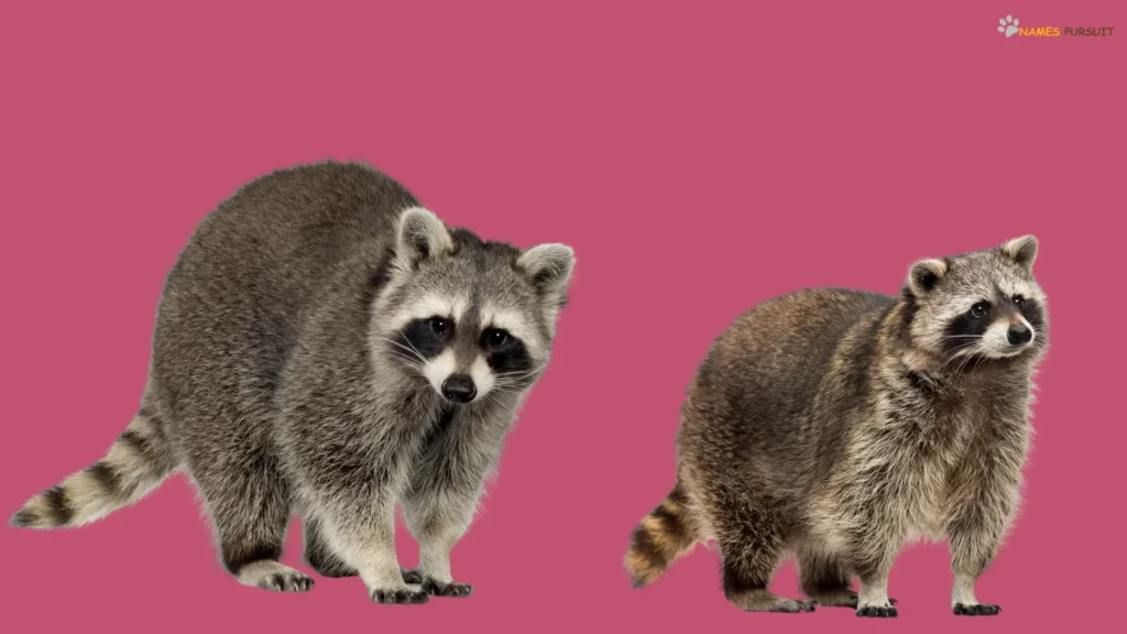 Sweet Female Raccoon Names