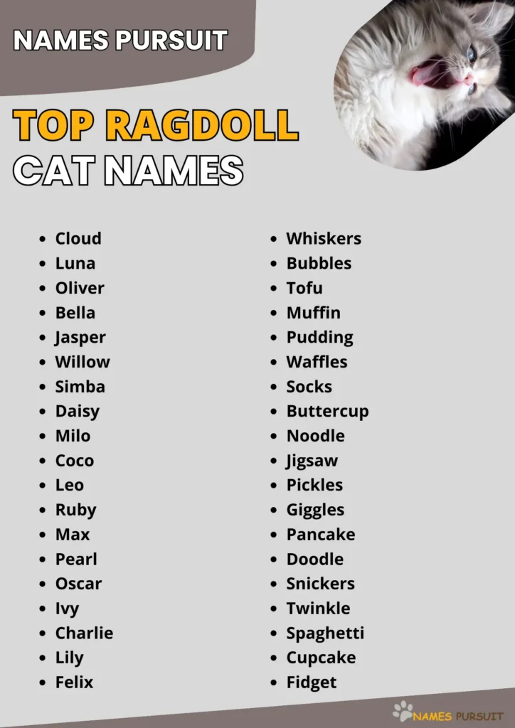 Top Ragdoll Cat Names infographic