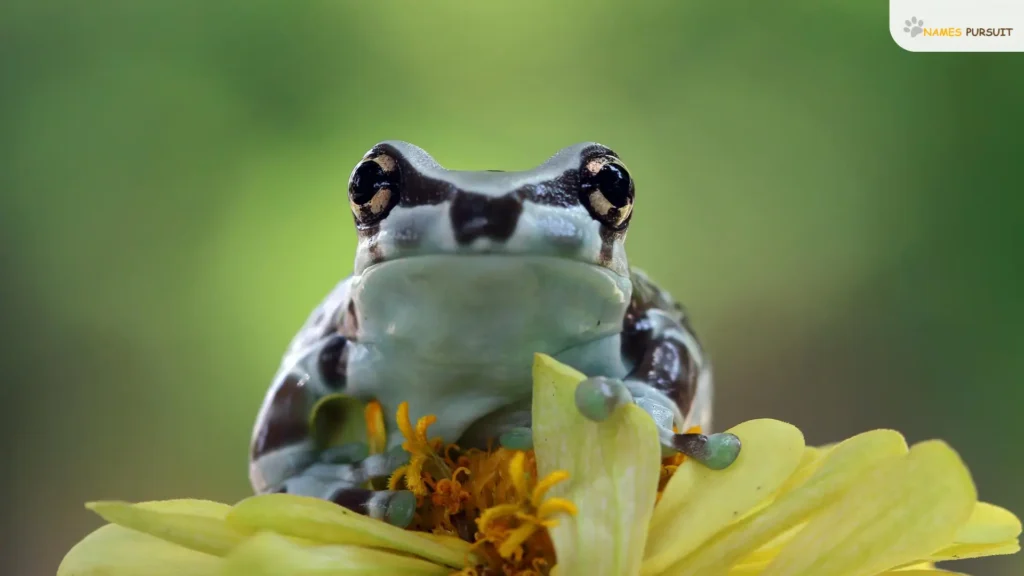 Unique Female Pet Frog Names