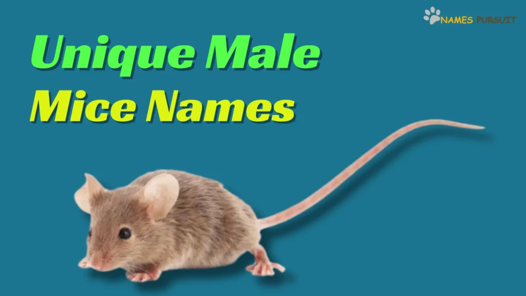 Unique Male Mice Names