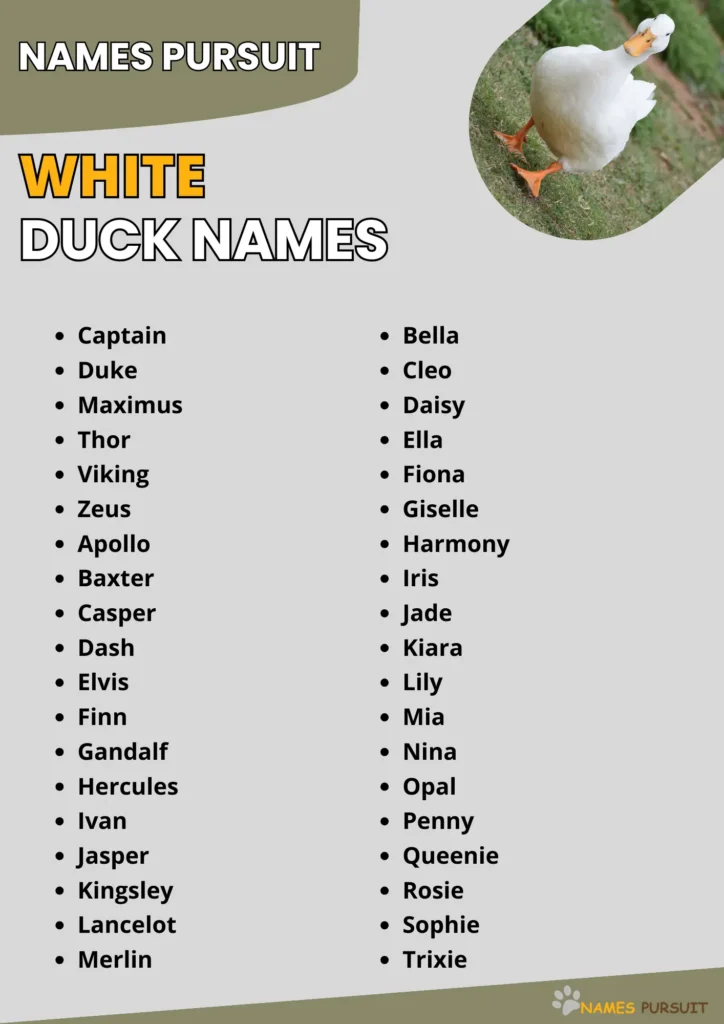 White Duck Names infographic