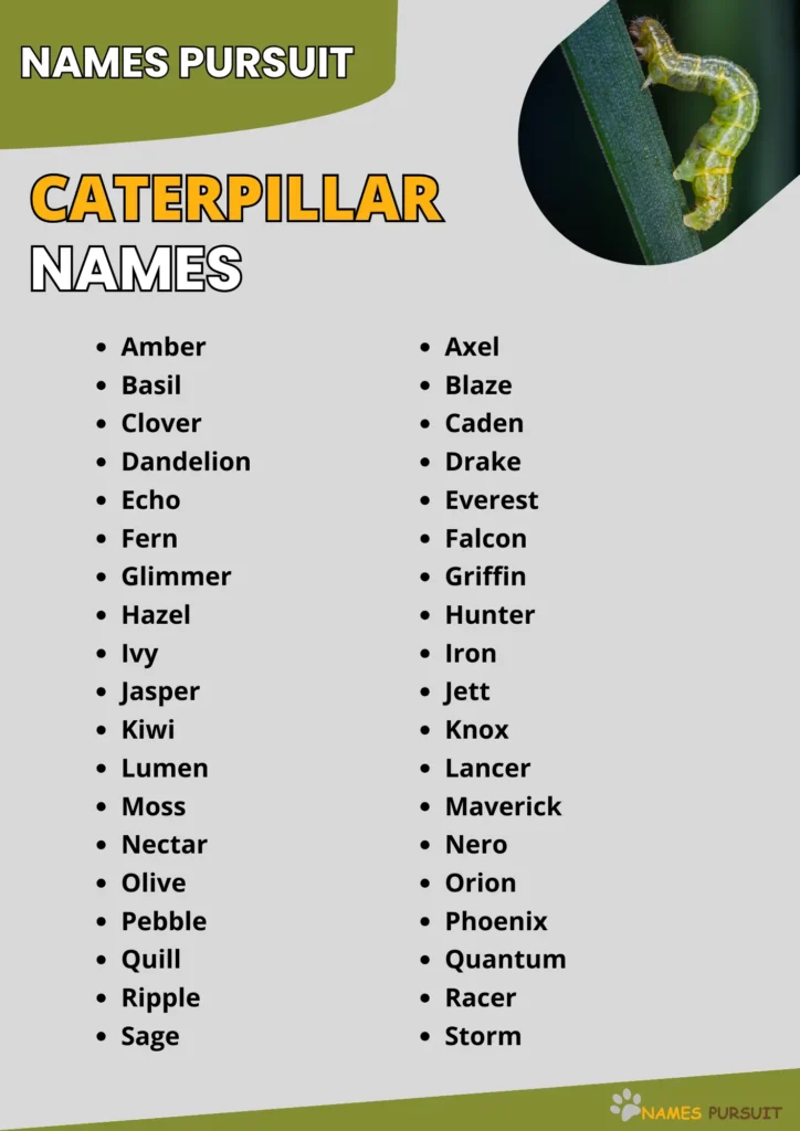 Good Caterpillar Names Ideas