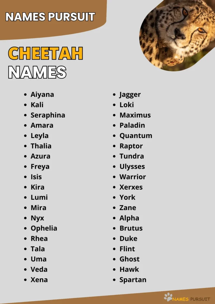 Best Cheetah Names