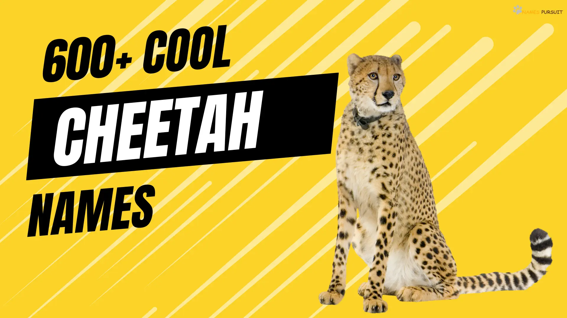 600-cool-cheetah-names-for-female-male-more