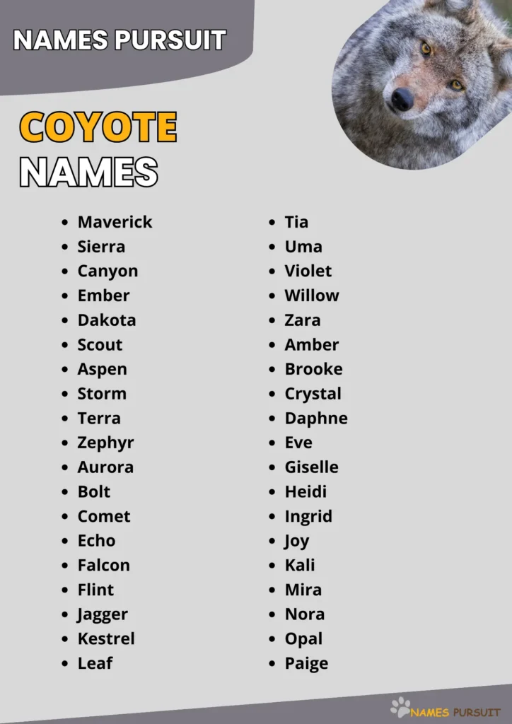 Best Coyote Names Ideas