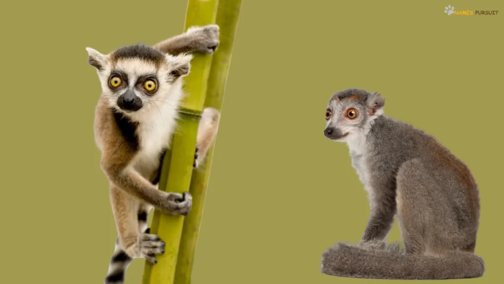 Cute Names for Lemur