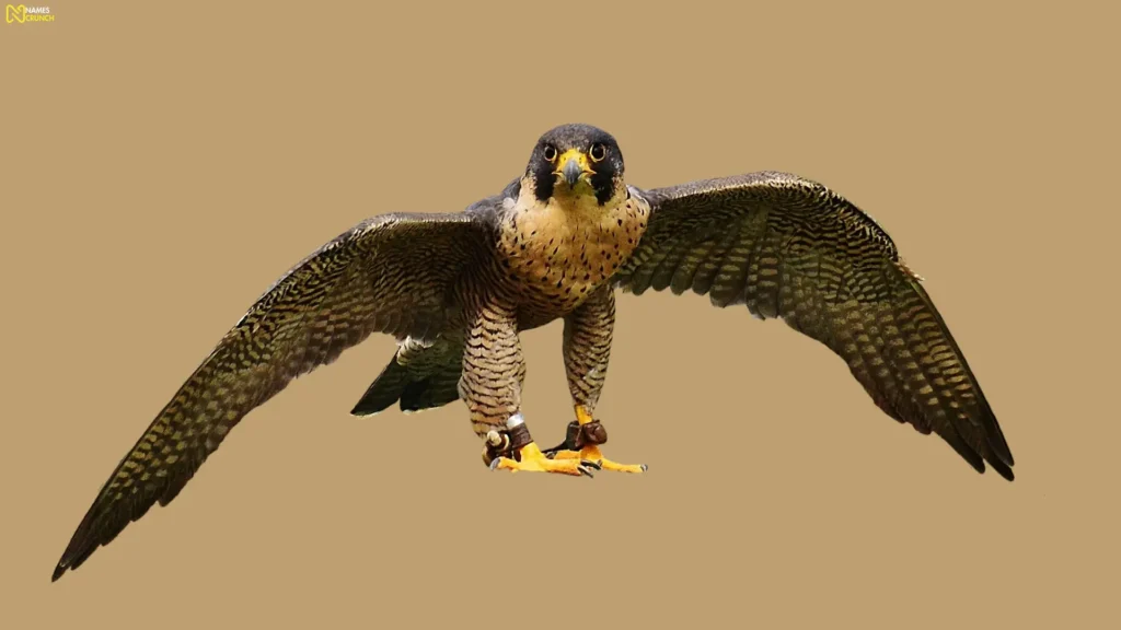Falcon Names in Mythology